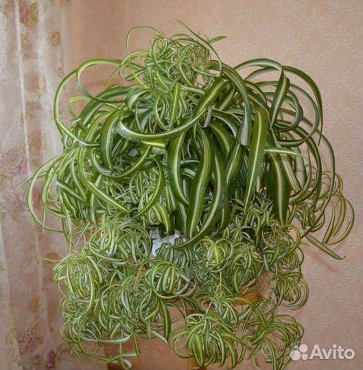 Хлорофитум кучерявый