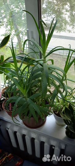 Алоэ столетник