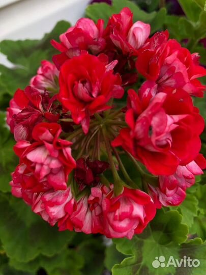 Герань пеларгония