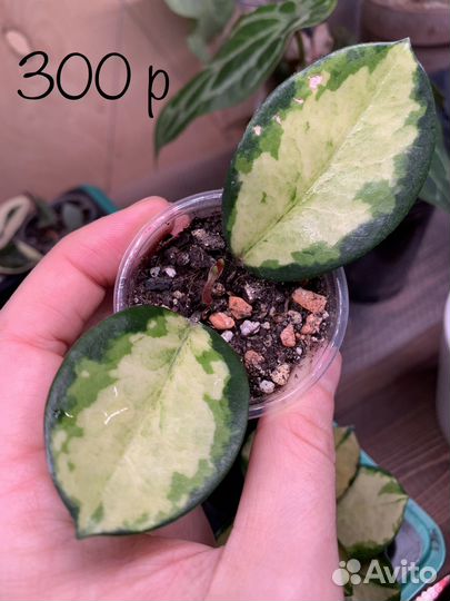 Хойя аустралис лиза