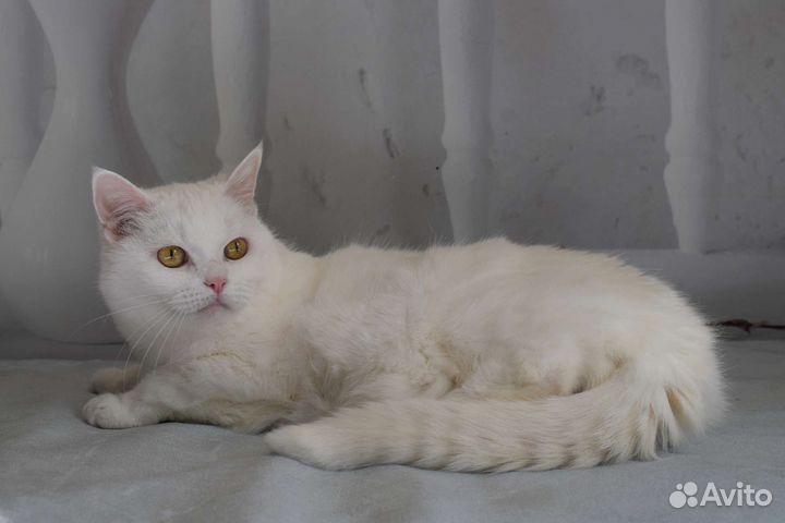 Кошечка в белоснежный шубке