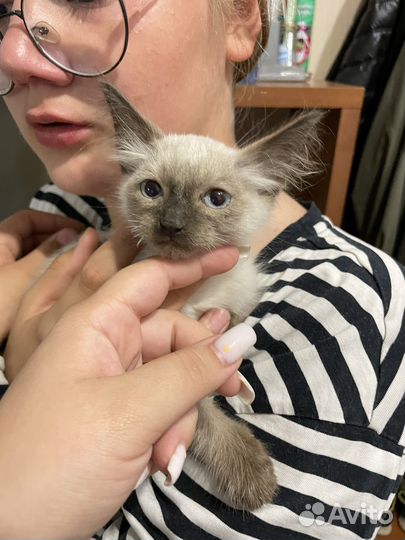 Кошка в дар бесплатно