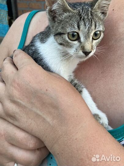 Отдам котенка