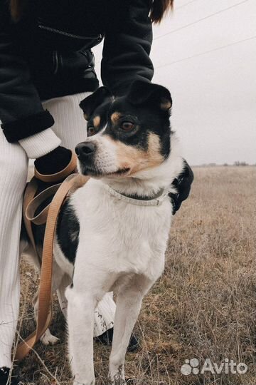 Макс ищет дом