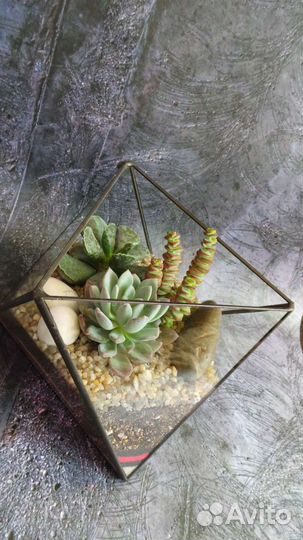 Флорариум.Подарок
