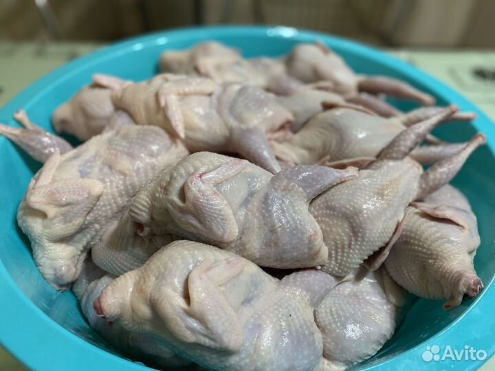 Перепелки тушки