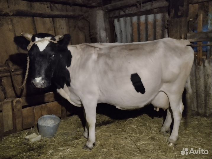 Корова на мясо