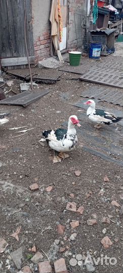 Мускусные утки