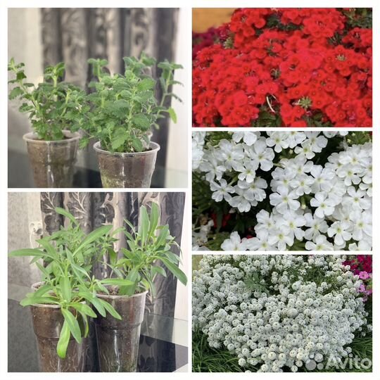 Рассада петунии тайдал, вербена, алиссум