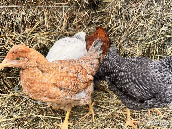 Куры несушки