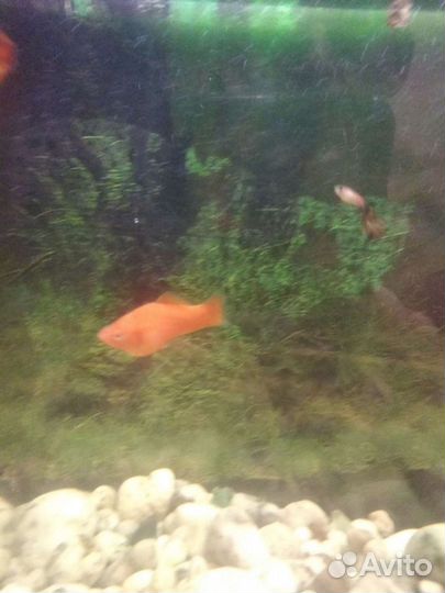 Меченосцы, Гупи