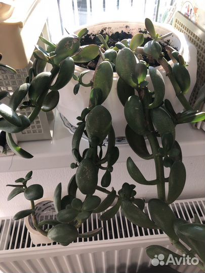 Даром цветок Толстянка висячая