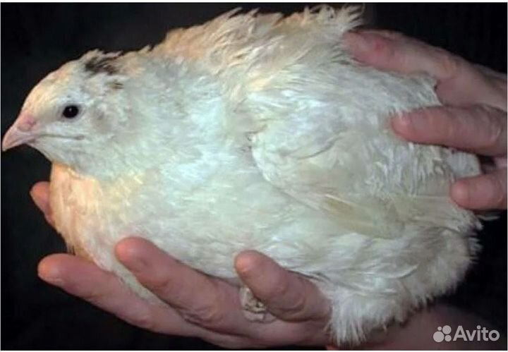 Перепелки несушки