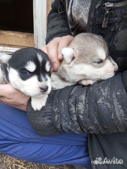 Хаски,девочки