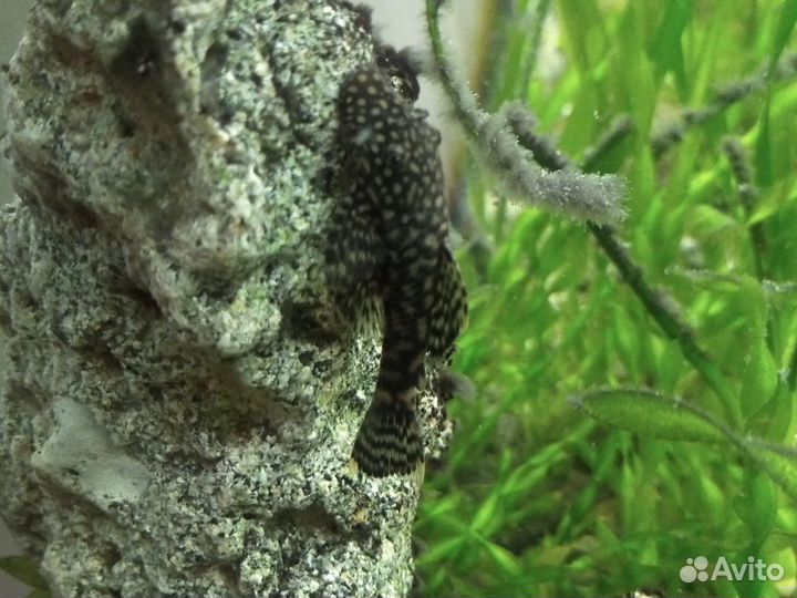 Сомики анциструсы