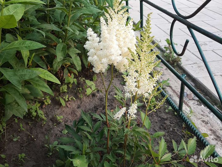 Астильба белая, розовая