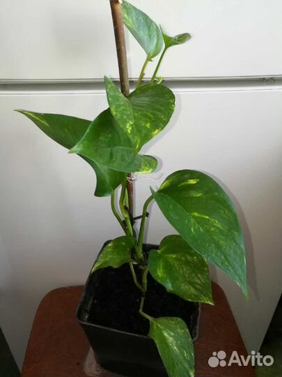 Цветок эпипремнум лиана