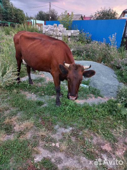 Коровы дойные