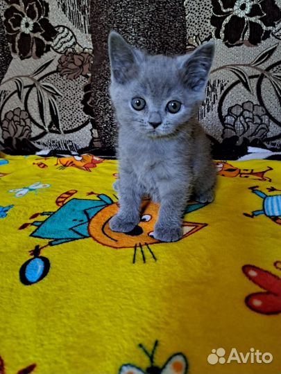 Британская