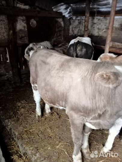 Бычки на откорм