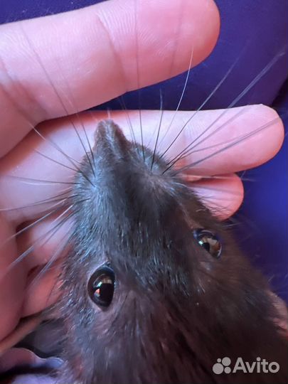 Крыски в добрые руки