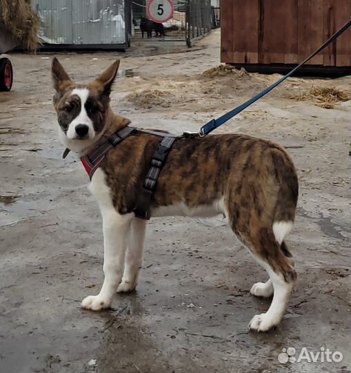 Маленькому щенку не место в приюте