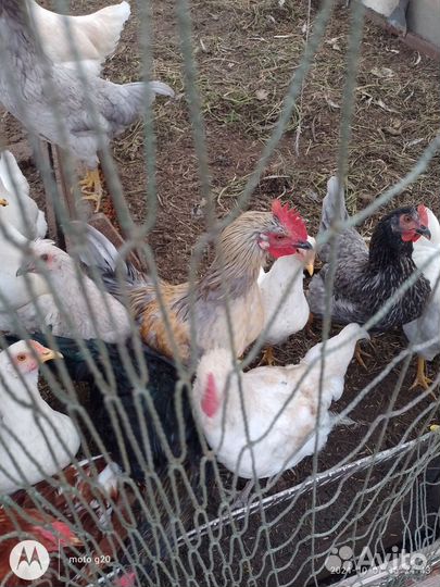Молодые петухи