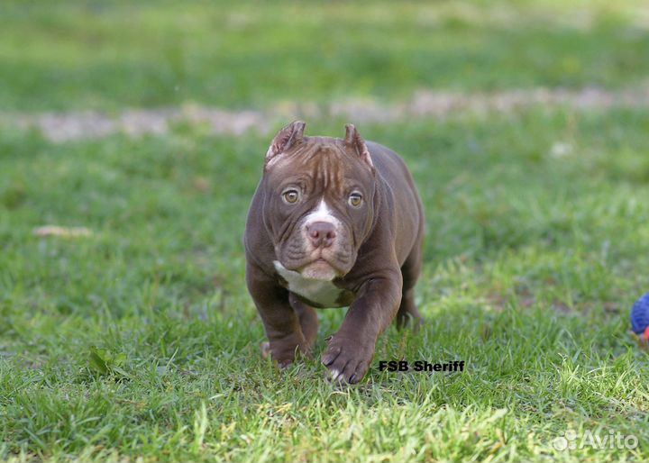 Булли микро мальчик