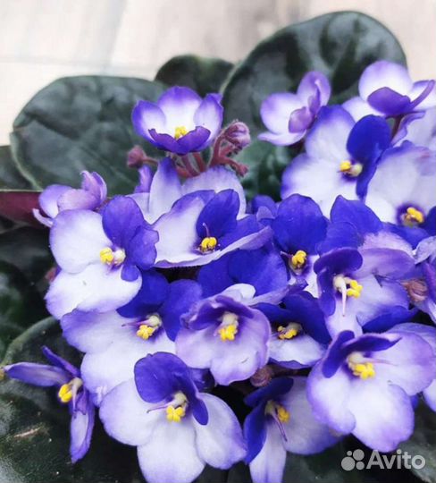 Фиалки сортовые детки или срез