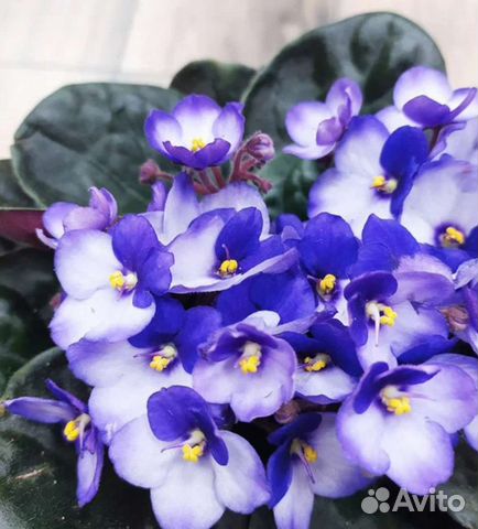 Фиалки сортовые детки или срез