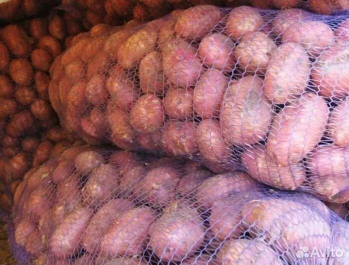 Продам крупный картофель