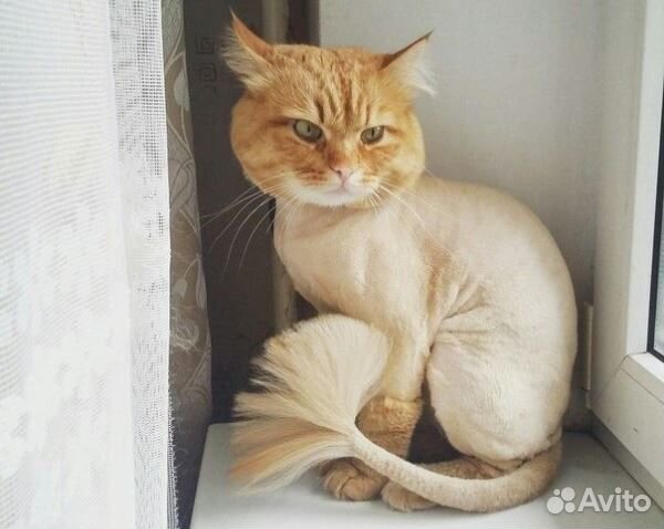 Стрижка кошек с выездом на дом. Гигиеническая