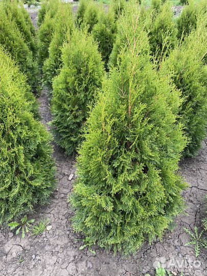 Туя Смарагд