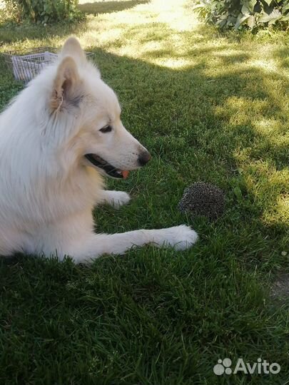 Вязка Самоед