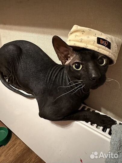 Донской сфинкс вязка