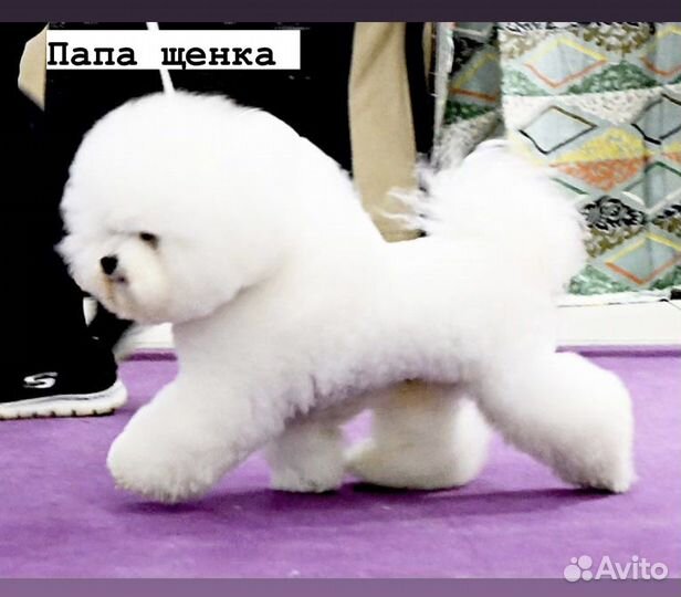 Бишон фризе девочка