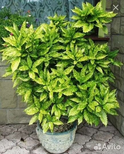 Аукуба японская