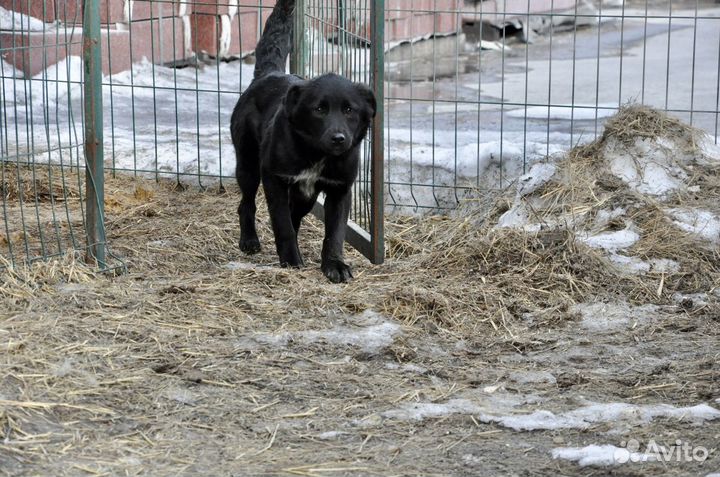 Собаки подростки ищут семью