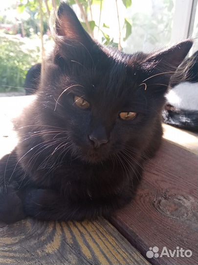Чёрный котик 5 месяцев