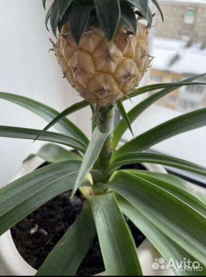 Ананас растение