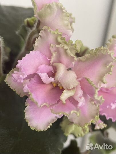 Фиалка сортовая рм Саломея