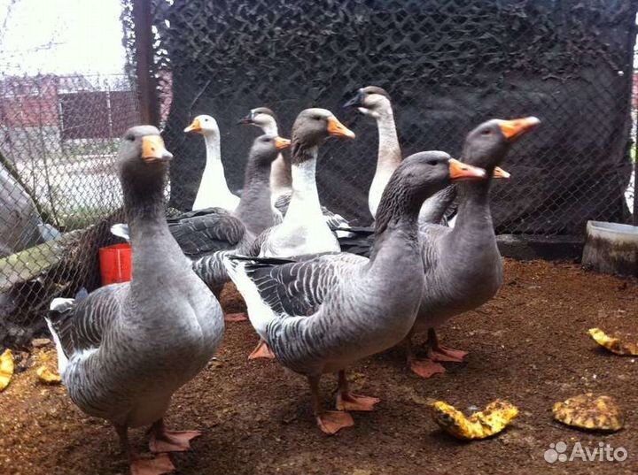 Гусята Крупный серый
