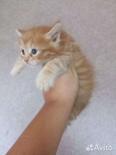 Котята от курильский бобтейл