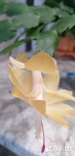 Декабрист жёлтый, красный