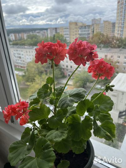 Пеларгония герань коралловая