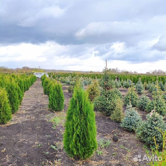 Туя Колоновидная Колумна. Напрямую из питомника