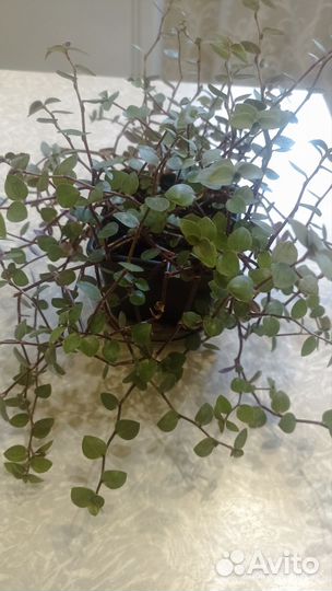 Коллизия ползучая