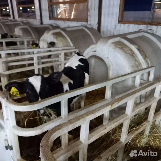 Бычки молодняк