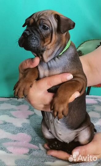 Щенки чунцин