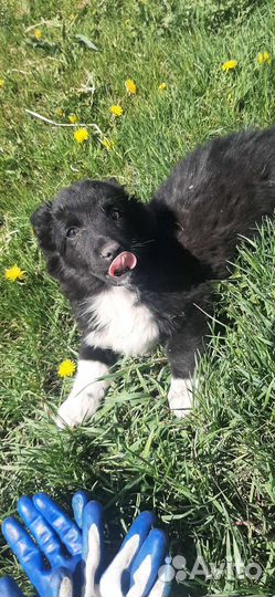 Щенки в добрые руки